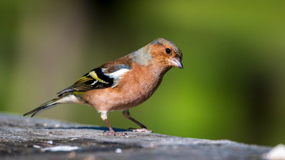 Chaffinch on fence